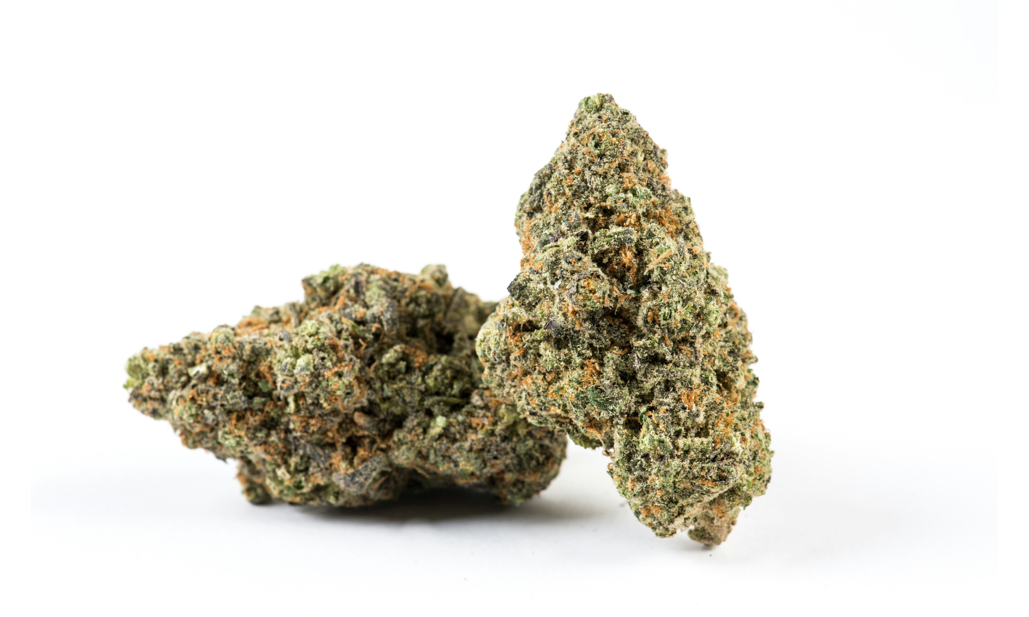 Zaza Flower - Gushers - Hybrid