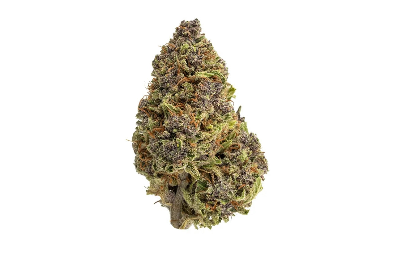 Zaza Flower - Jungle Cake - Hybrid