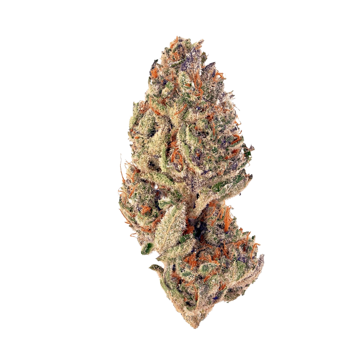Zaza Flower - Mimosa - Sativa