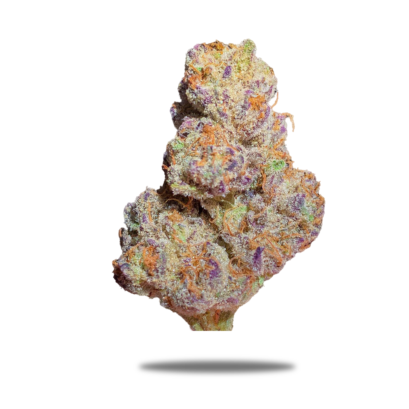 Zaza Flower - Bacio Gelato - Hybrid